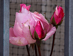 20120508 9250RAw [E] Rose (Rosa agg), Guadalupe, Extremdura