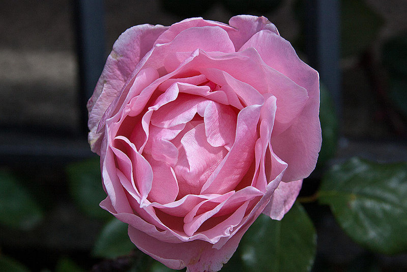 20120508 9251RAw [E] Rose (Rosa agg), Guadalupe, Extremdura