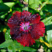 Red Flower in Rain