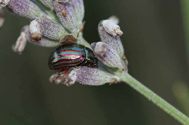 Chrysolina americana - Chrysomèle de la Lavande (2)