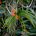 Orange Tropical Orchid