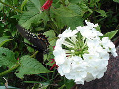 American butterfly / Papillon du sud américain - July 11th 2010.