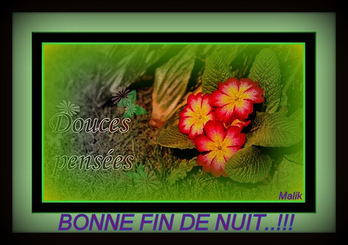 Douces-pensees