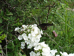 American butterfly / Papillon du sud américain - July 11th 2010.