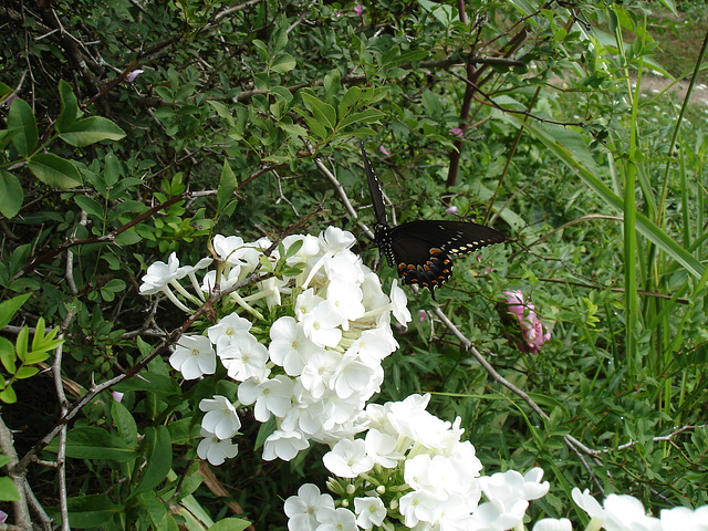 American butterfly / Papillon du sud américain - July 11th 2010.