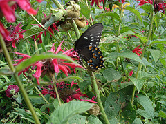 American butterfly / Papillon du sud américain - July 11th 2010.