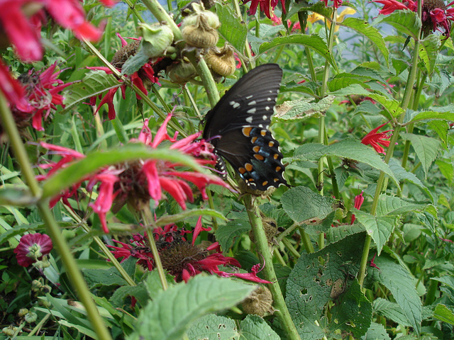American butterfly / Papillon du sud américain - July 11th 2010.