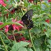 American butterfly / Papillon du sud américain - July 11th 2010.