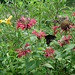 American butterfly / Papillon du sud américain  - July 11th 2010.