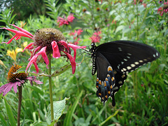 American butterfly / Papillon du sud américain - July 11th 2010.