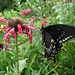 American butterfly / Papillon du sud américain - July 11th 2010.