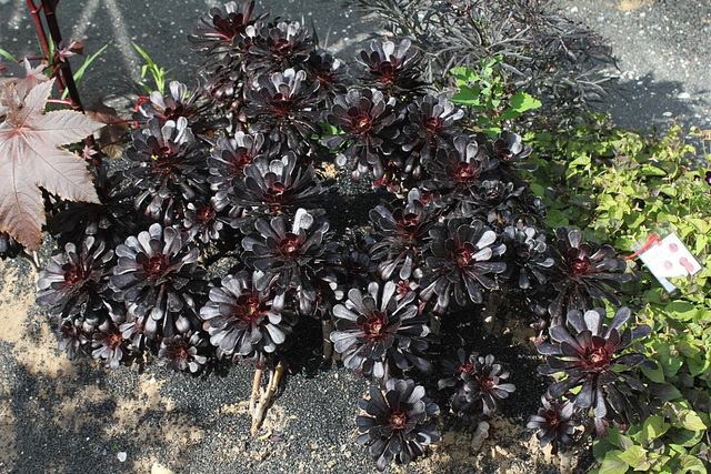 Aeonium arboreum