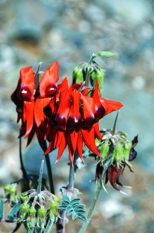 Sturt Desert Pea