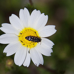 20120508 9274RAw [E] Falsche Römerkamille (Cladanthus mixtus), Achtpunktiger Kiefernprachtkäfer (Buprestia octoguttata), Rio Ibor, EX386, Castanar de Ibor, Extremadura
