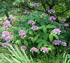 Joli arbuste ! Hydrangea serrata (hortensia)