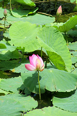 Fleur de lotus !
