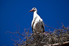 20120508 9301RAw [E] Weißstorch (Ciconia ciconia), Conquista de la Sierra [CC129/EX208], Extremadura