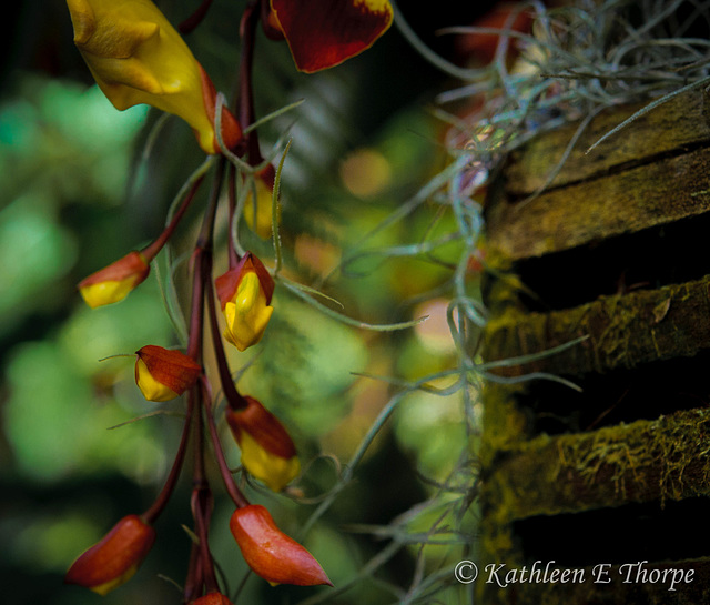 Unknown Tropical Treasure