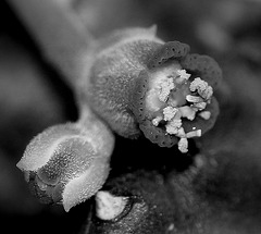 Euphorbia meloformis Euphorbia meloformis