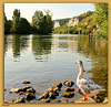 AU BORD DE LA RIVE***