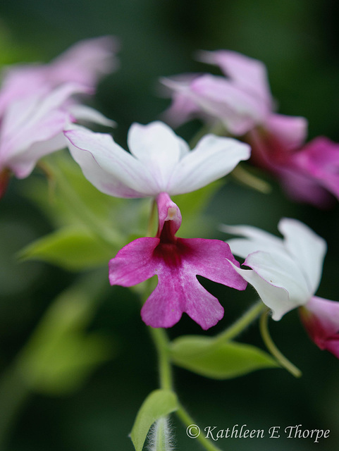 Orchid and bokeh