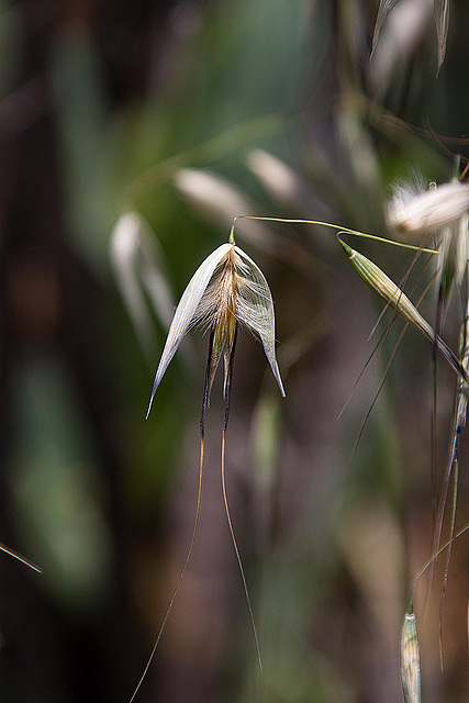 20120513 9666RAw [E] Bart-Hafer (Avena barbata), Herguijuela, Extremadura