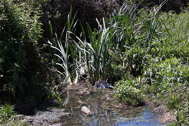 20120513 9673RAw [E] Breitblättriger Rohrkolben (Typha latifolia), Herguijuela, Extremadura