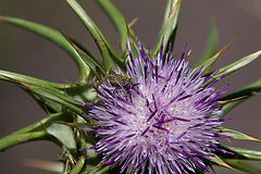 20120513 9674RAw [E] Distelkurzrüssler (Rhinocyllus conicus), Mariendistel (Silybum marianum), Herguijuela, Extremadura