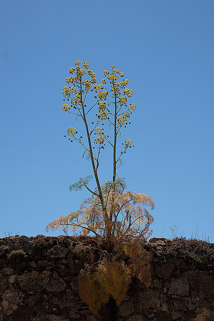 20120513 9681RAw [E] Herguijuela