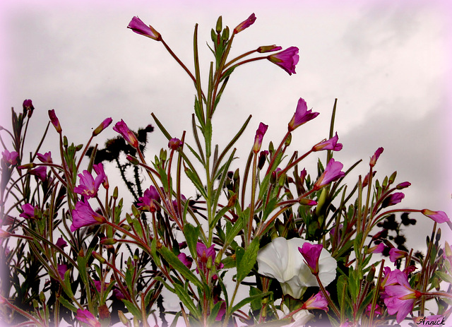 UN BOUQUET MAUVE *****