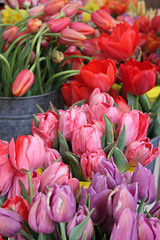 Tulips, Farmers Market