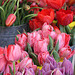 Tulips, Farmers Market