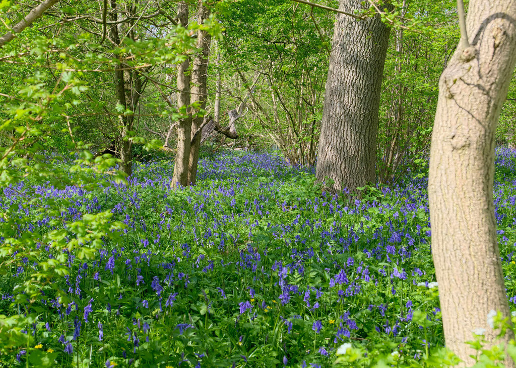 Bluebells (c)