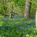 Bluebells (c)