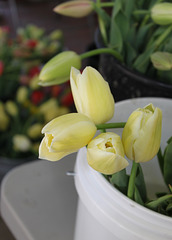 Tulips in bucket