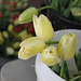 Tulips in bucket