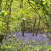 Bluebells (b)