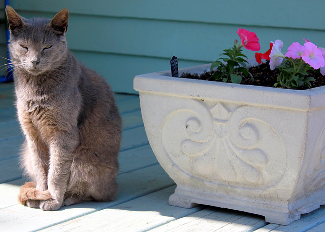 Cat and planter