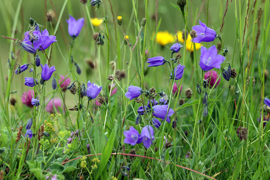 Almwiesenblumen