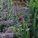 Allium sphaerocephalon