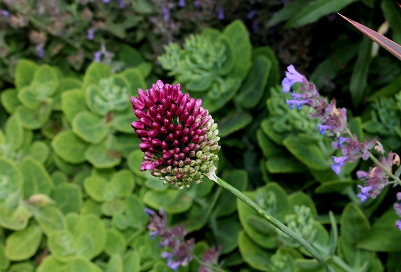 Allium sphaerocephalon