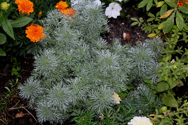 Artemisia