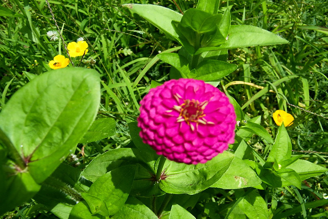 Zinnia ! merci Eve !