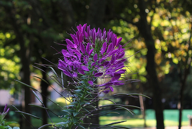 Cleome hassleriana