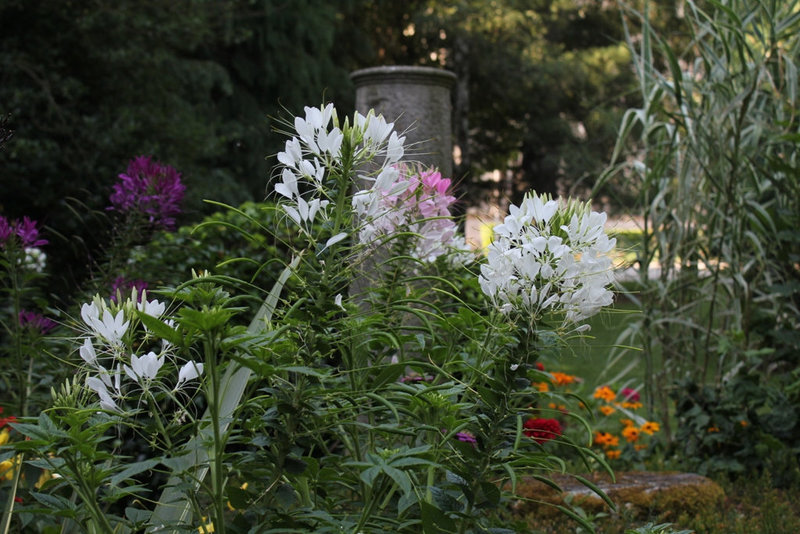 Cleome hassleriana