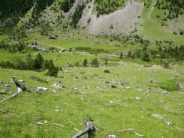 Cimetière de troncs