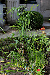Cyperus
