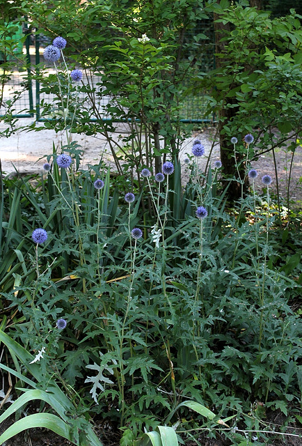 Echinops ritro (2)