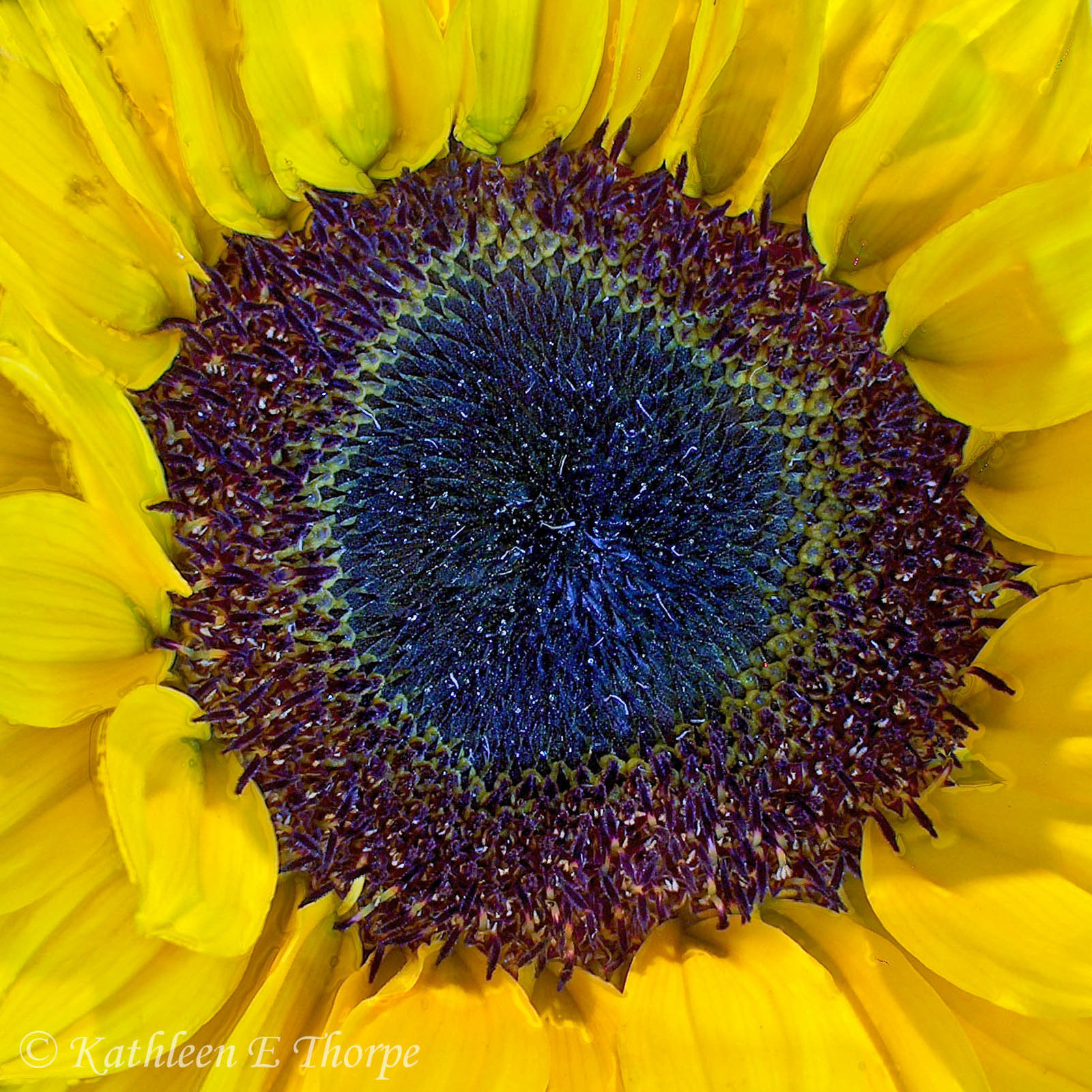 Sunflower 0004