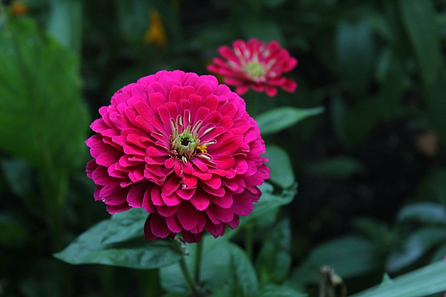 Zinnia